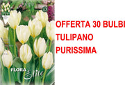 OFFERTA 30 BULBI TULIPANO FOSTERIANA PURISSIMA