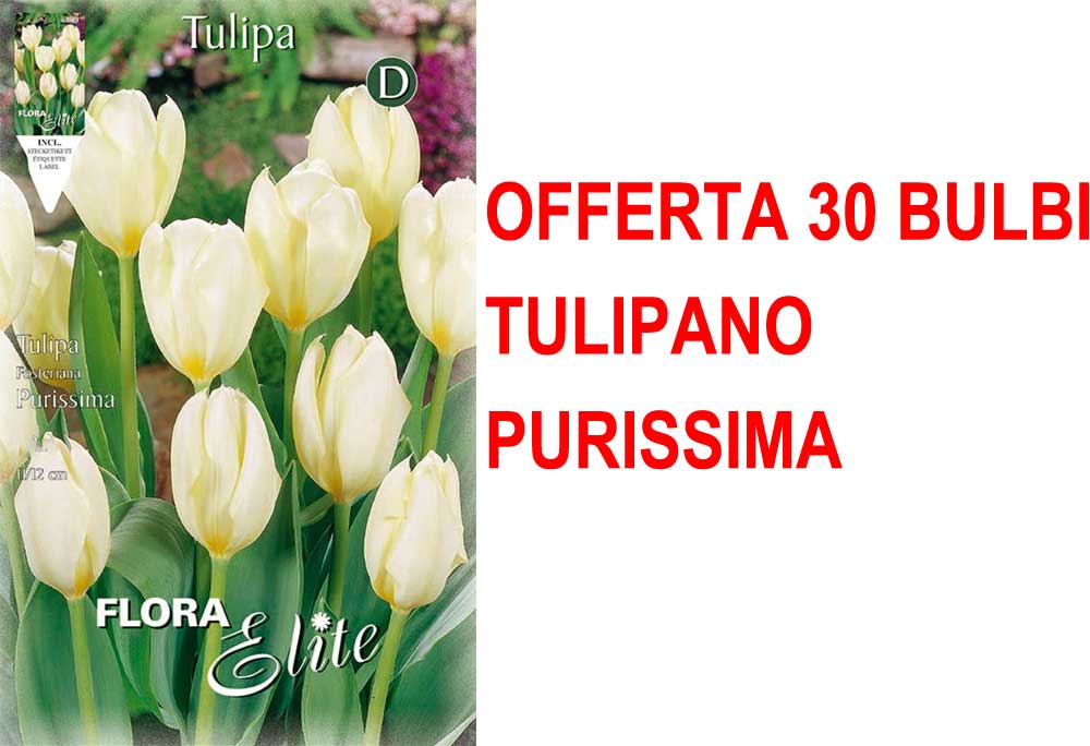 OFFERTA 30 BULBI TULIPANO FOSTERIANA PURISSIMA