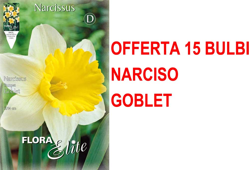 OFFERTA 15 BULBI NARCISO TRUMPET GOBLET