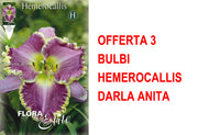 OFFERTA 3 BULBI HEMEROCALLIS DARLA ANITA