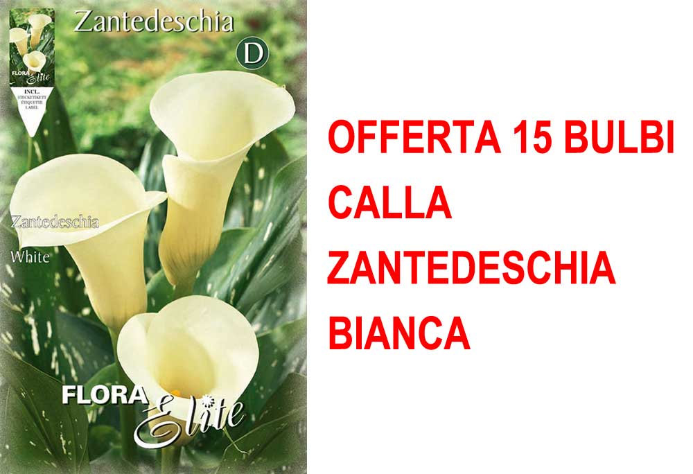 OFFERTA 15 BULBI CALLA ZANTEDESCHIA BIANCA