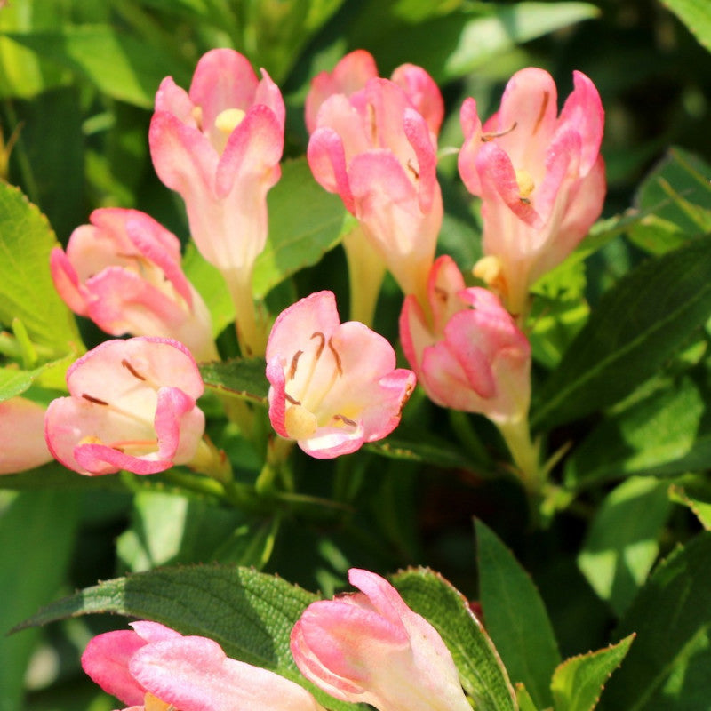 WEIGELA SUMMER PEACH VASO 23CM
