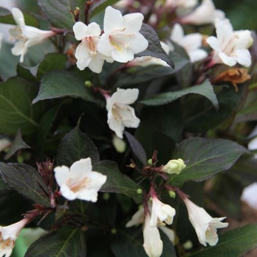 WEIGELIA EBONY AND IVORY VASO 19CM