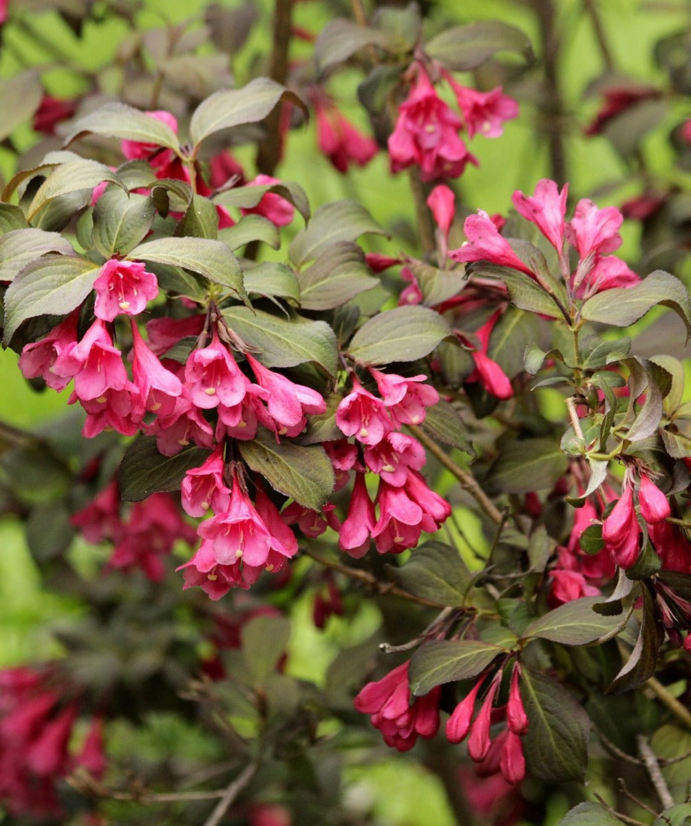 WEIGELIA FLORIDA MINOR BLACK IN VASO 18CM