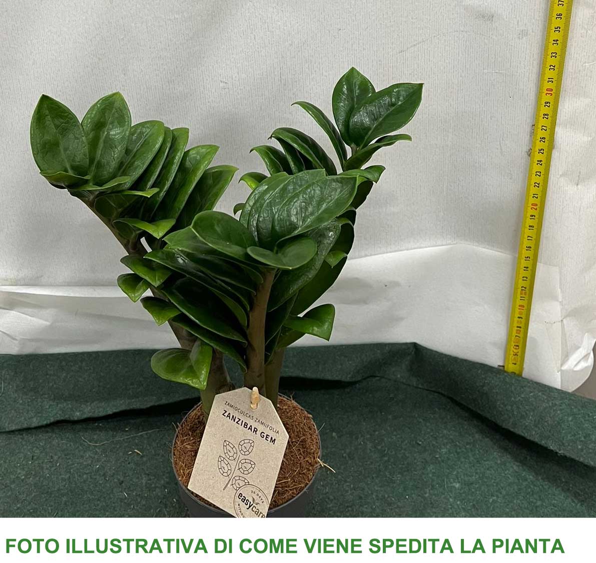ZAMIOCULCAS ZAMIFOLIA IN VASO 11CM