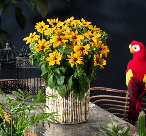 RUDBECKIA HIRTA RUDY MINI YELLOW IN VASO 18CM