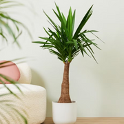 YUCCA VASO 12CM