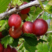 UVA SPINA VERDE HINNONMAKI ROSSA IN VASO 2 LITRI