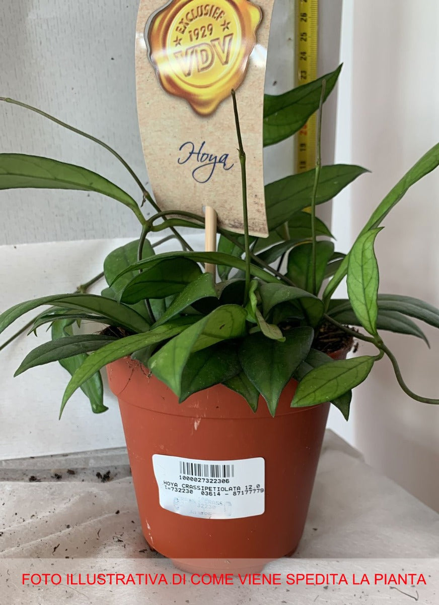 HOYA CRASSIPETIOLATA FIORE DI CERA VASO 12CM