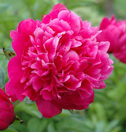 PEONIA ERBACEA JANSAS VASO 17CM