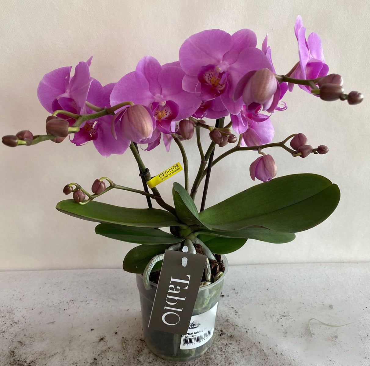 ORCHIDEA PHALAENOPSIS TABLO ROSA 2 RAMI VASO 12CM