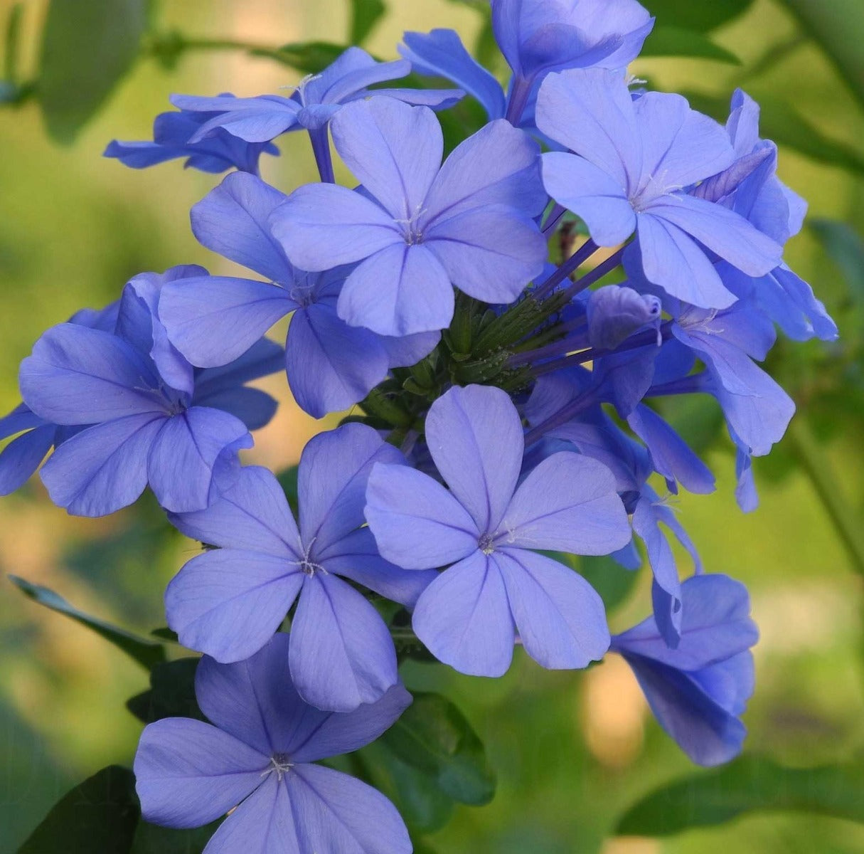 PLUMBAGO VASO PIRAMIDE 19CM