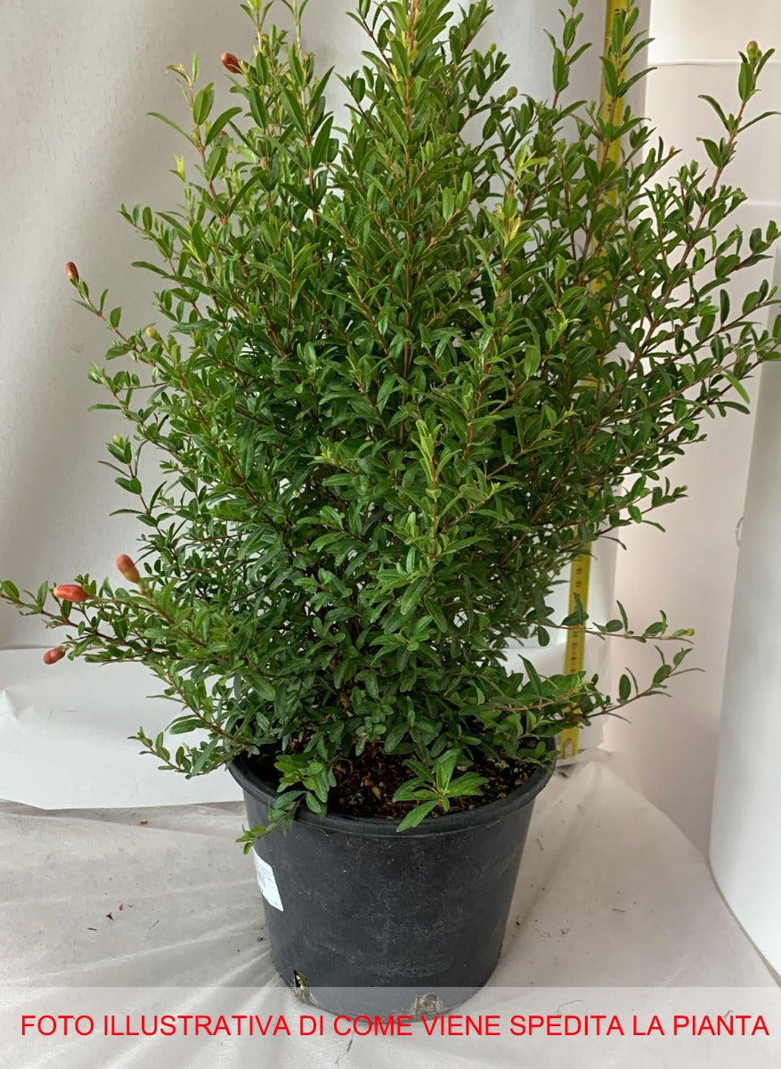 PUNICA GRANATUM NANUM MELOGRANO NANO IN VASO 18CM