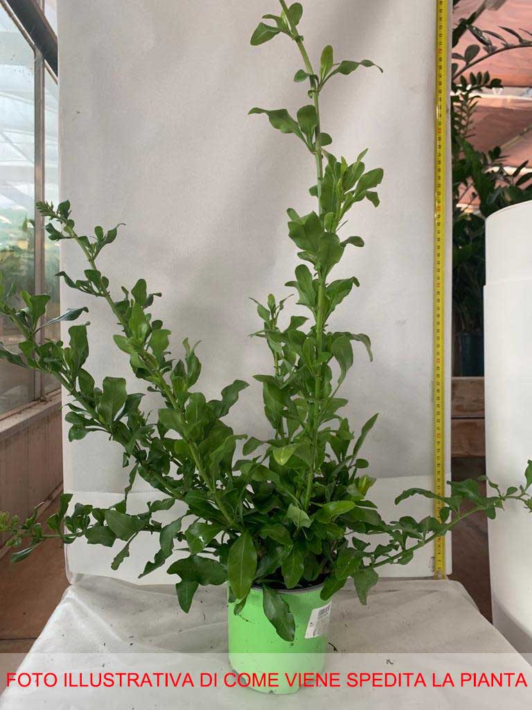 PLUMBAGO VASO 14CM