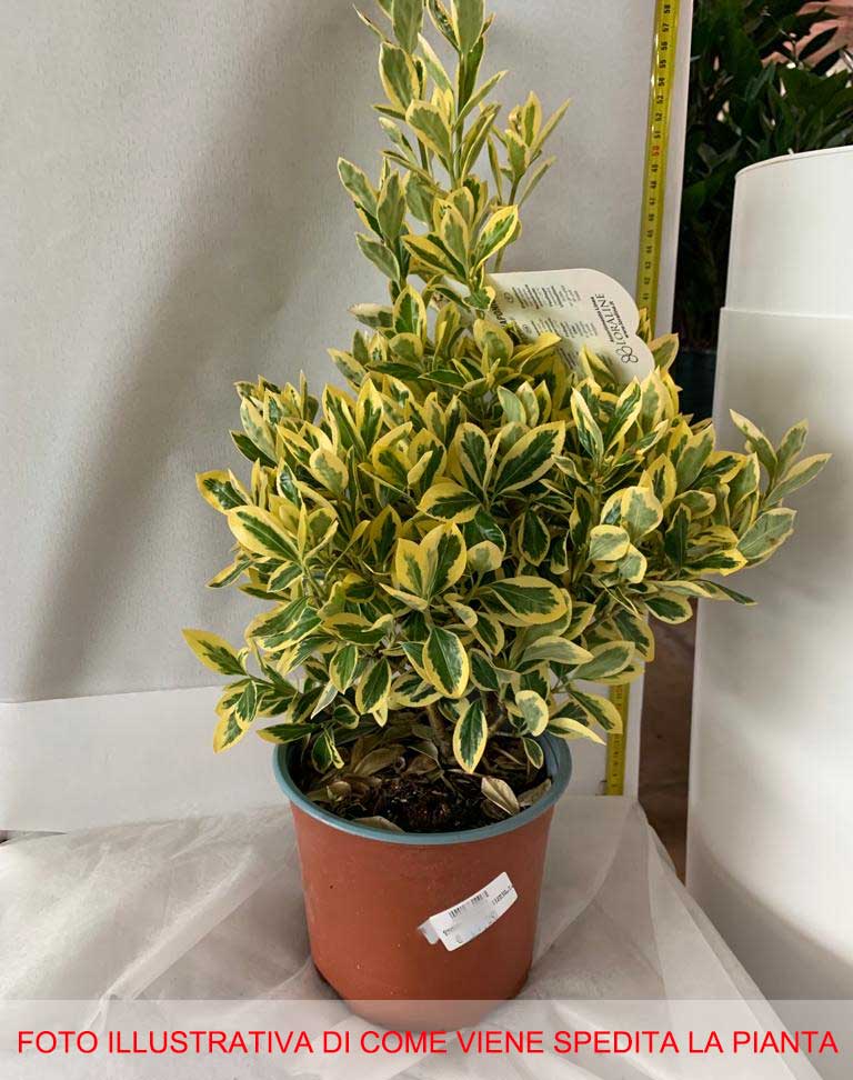 EUONYMUS JAPONICUS VASO 19CM