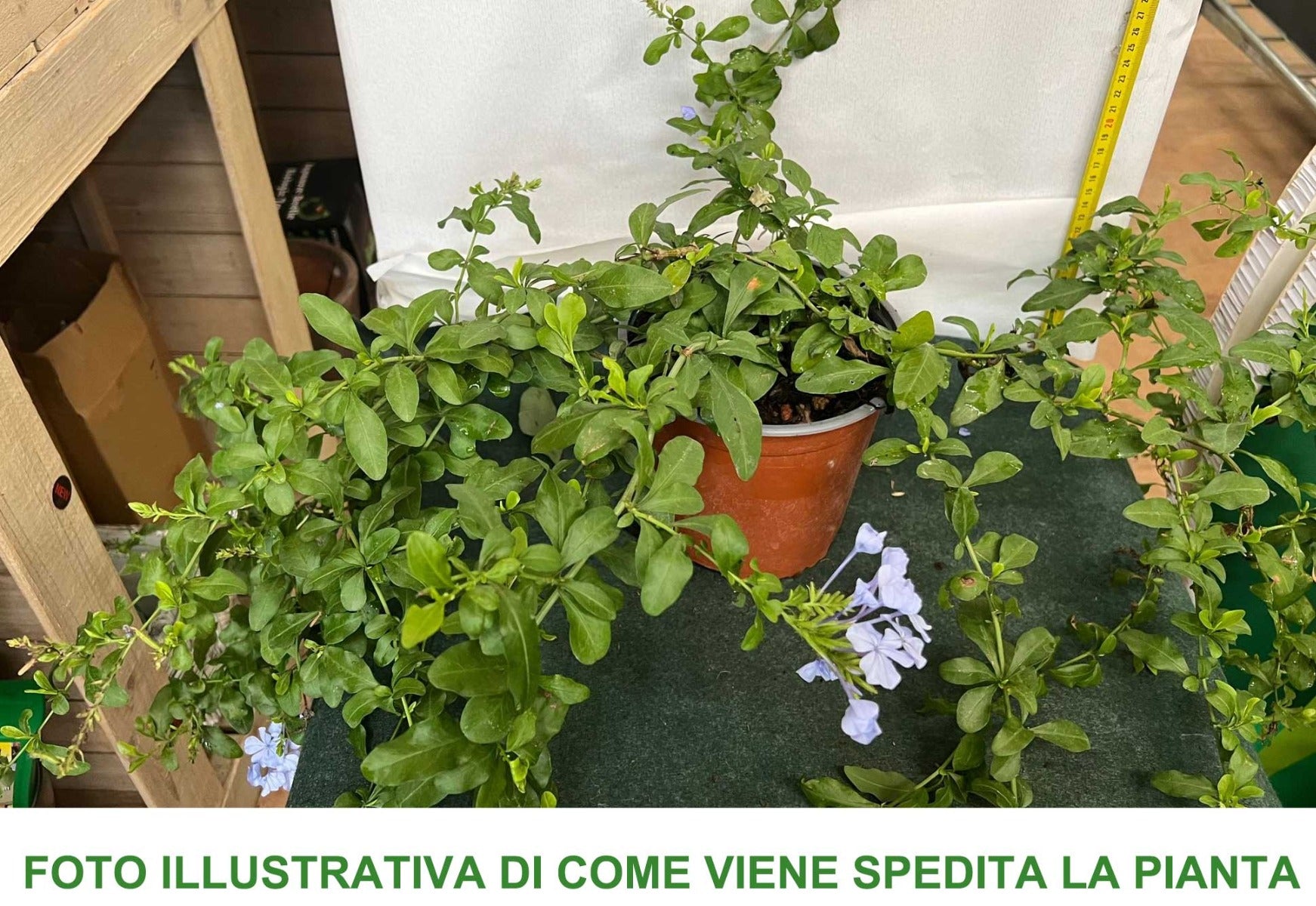 PLUMBAGO VASO 17CM