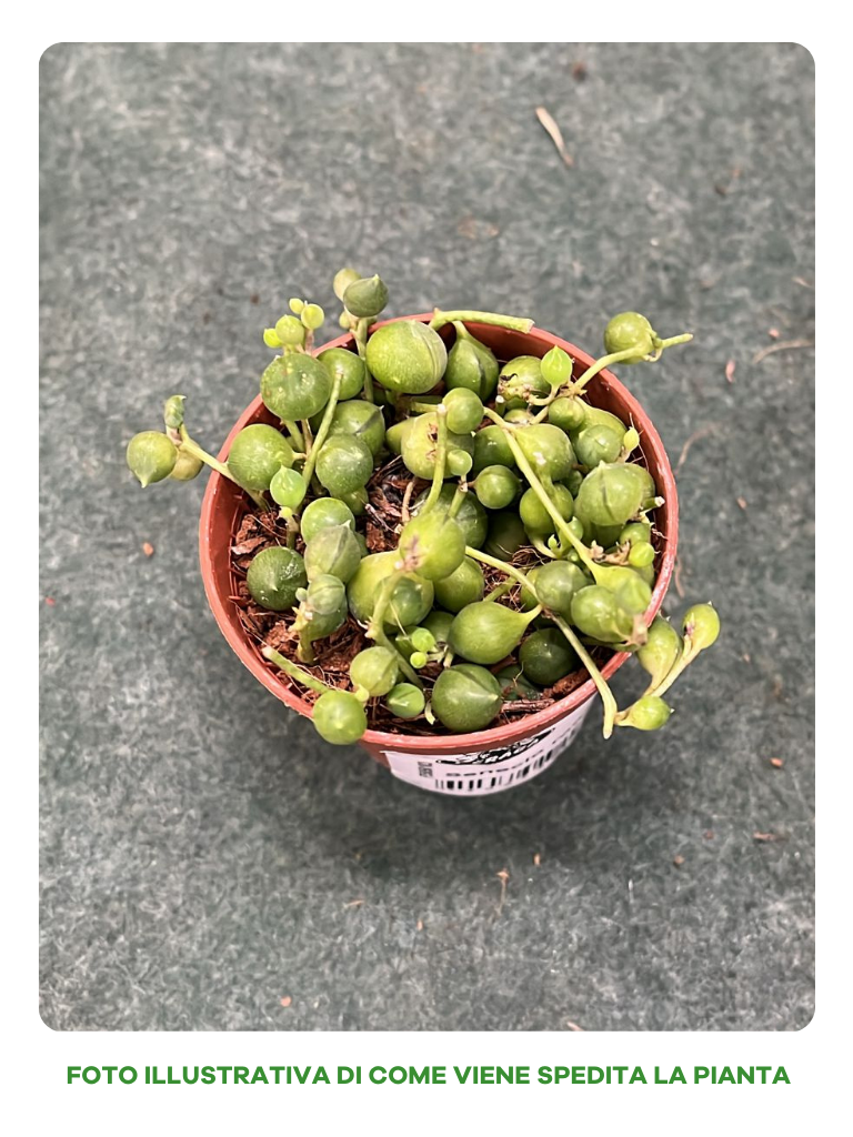 SENECIO ROWLEYANUS VASO 6CM