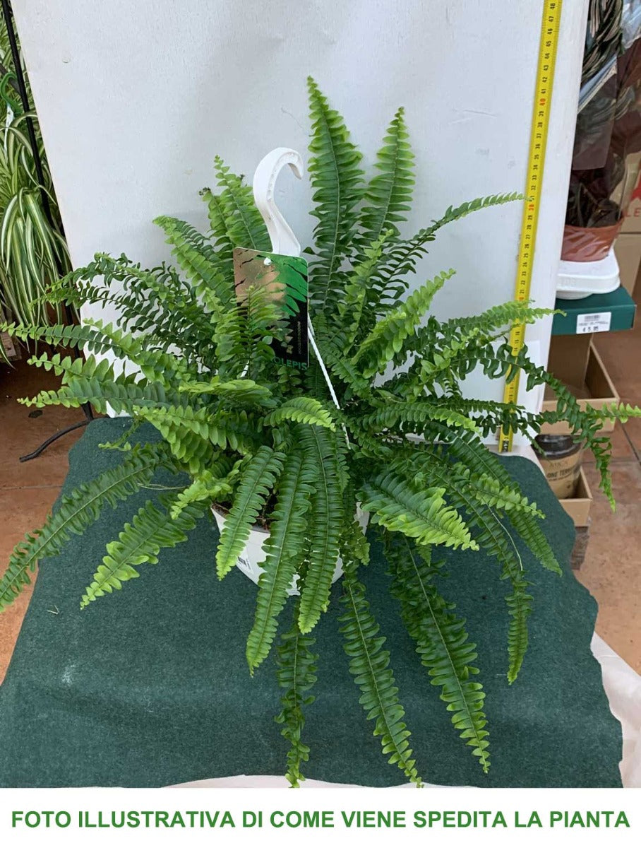 NEPHROLEPIS EX SONATA FELCE VASO 19CM
