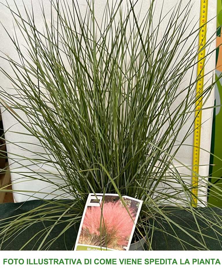 MUHLENBERGIA CAPILLARIS VASO 14CM
