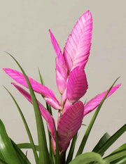TILLANDSIA ANTONIO ROSA VASO 12CM