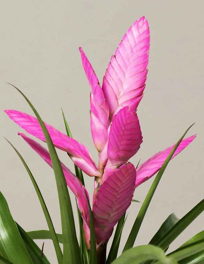 TILLANDSIA ANTONIO ROSA VASO 12CM