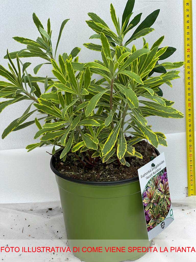 LEUCOTHOE RAINBOW VASO 18CM
