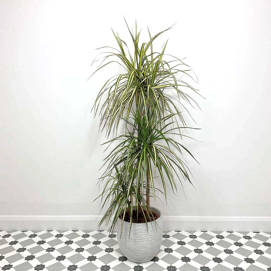 DRACENA MARGINATA GOLD TRONCHETTO DELLA FELICITÀ VASO 22CM H110CM
