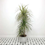 DRACENA MARGINATA GOLD TRONCHETTO DELLA FELICITÀ VASO 22CM H110CM