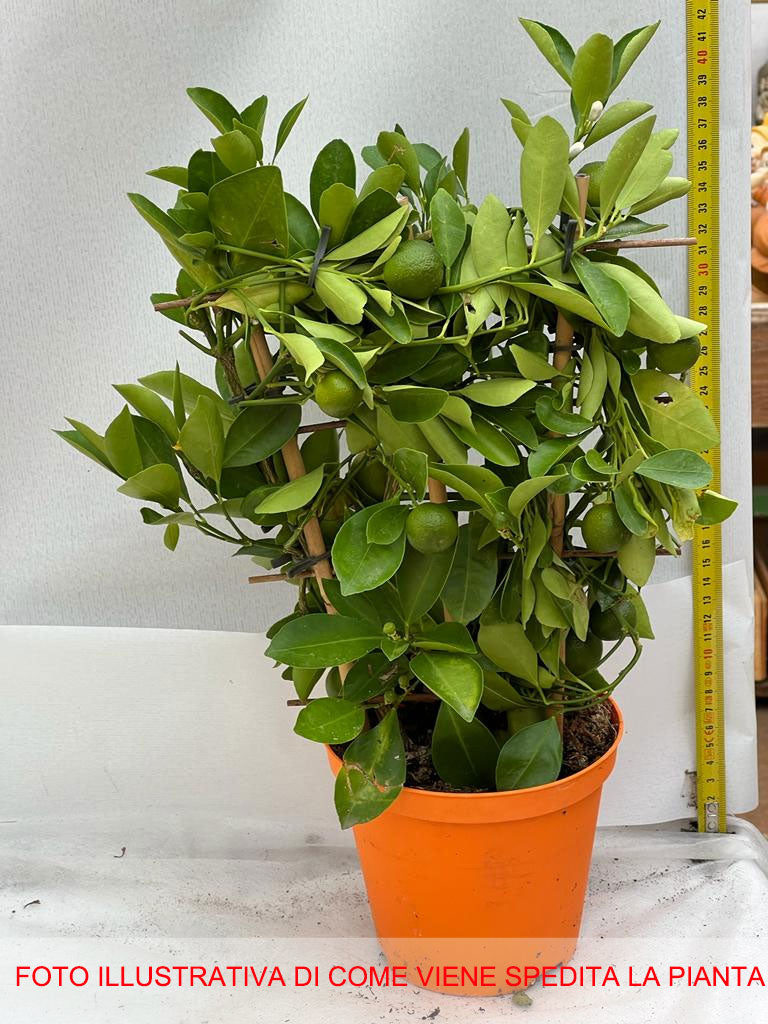 CALAMONDINO MANDARINO NANO IN VASO 14CM