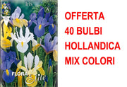 OFFERTA 40 BULBI IRIS HOLLANDICA MIXED COLOR