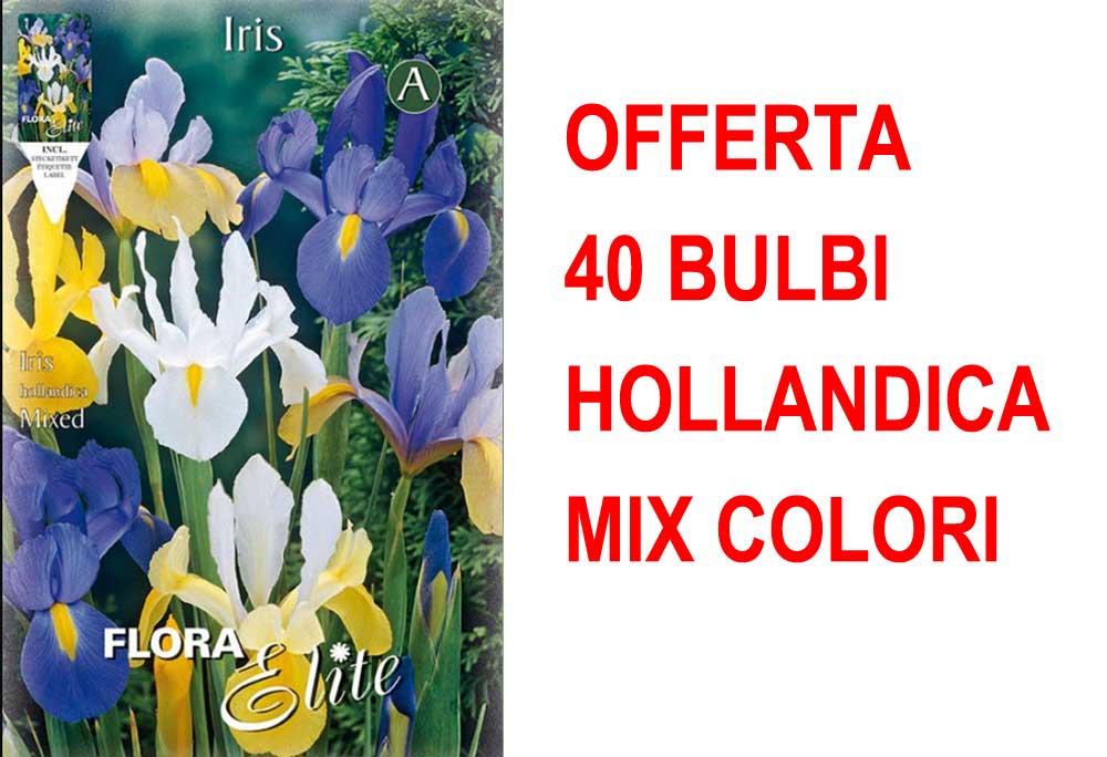OFFERTA 40 BULBI IRIS HOLLANDICA MIXED COLOR
