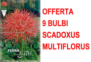 OFFERTA 9 BULBI SCADOXUS MULTIFLORUS