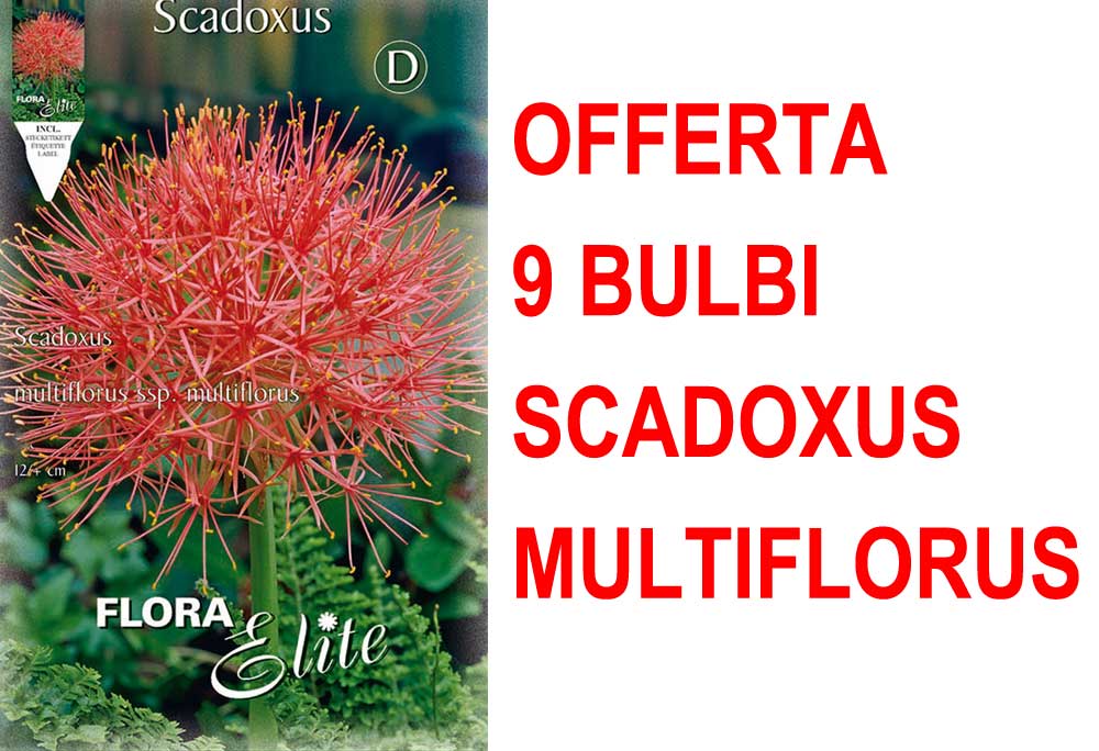 OFFERTA 9 BULBI SCADOXUS MULTIFLORUS