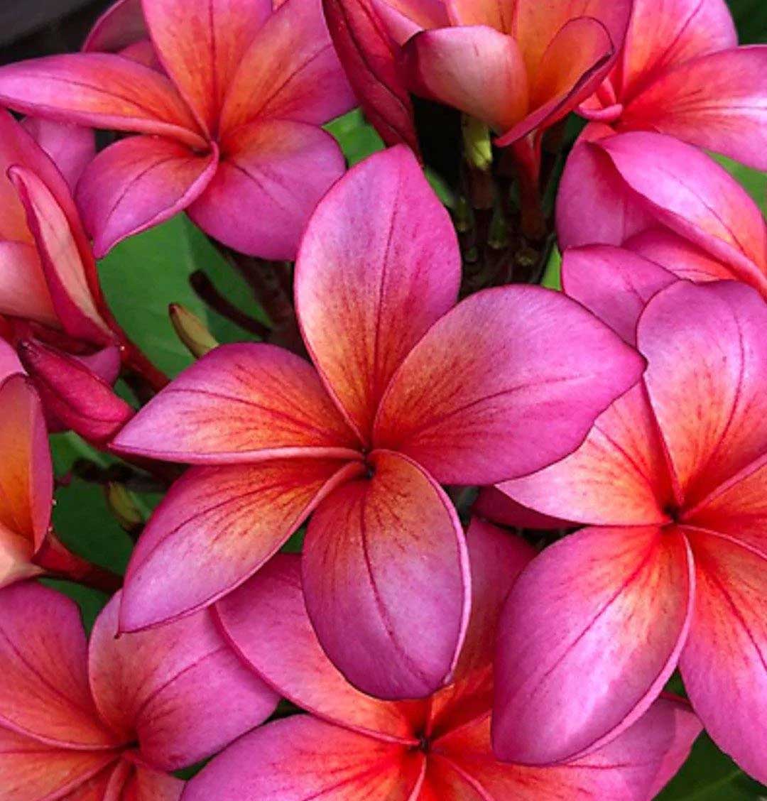 PLUMERIA POMELIA EPIC IN VASO 18CM