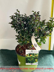 ILEX AGRIFOGLIO LITTLE RASCAL VASO 18CM