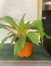CHLOROPHYTUM GREEN ORANGE VASO 12CM
