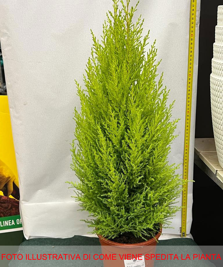 CUPRESSUS MACROCARPA GOLDEN CREST CIPRESSO GOLD CREST VASO 17CM