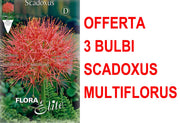 OFFERTA 3 BULBI SCADOXUS MULTIFLORUS