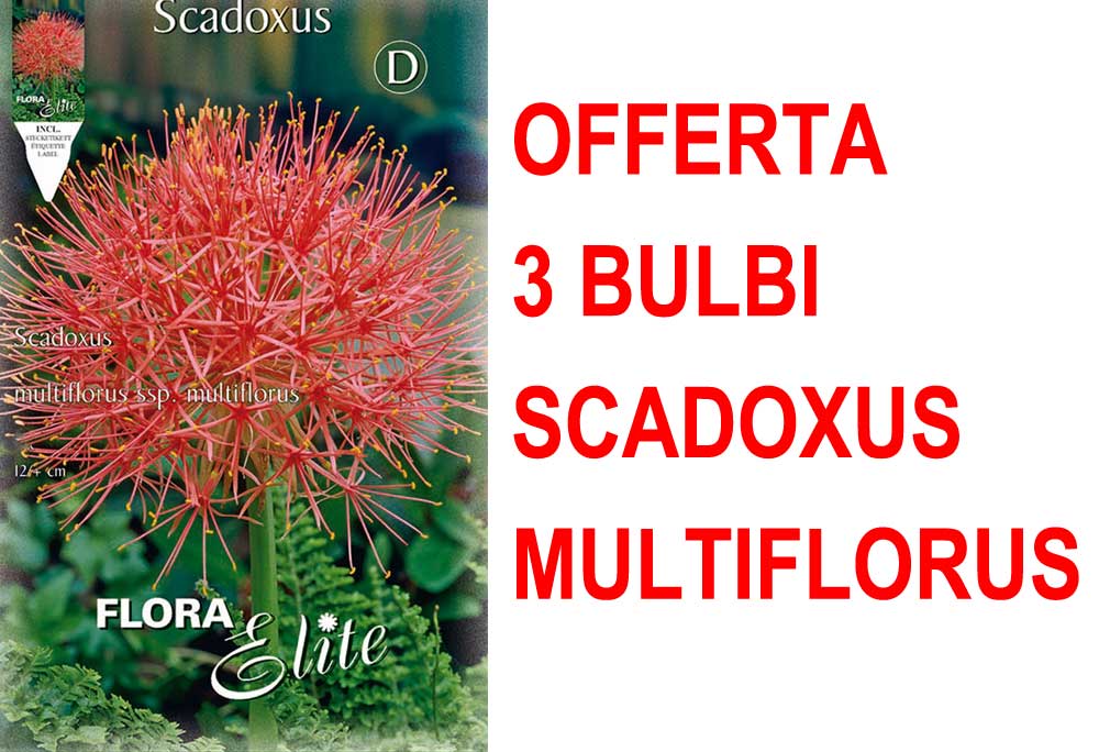 OFFERTA 3 BULBI SCADOXUS MULTIFLORUS