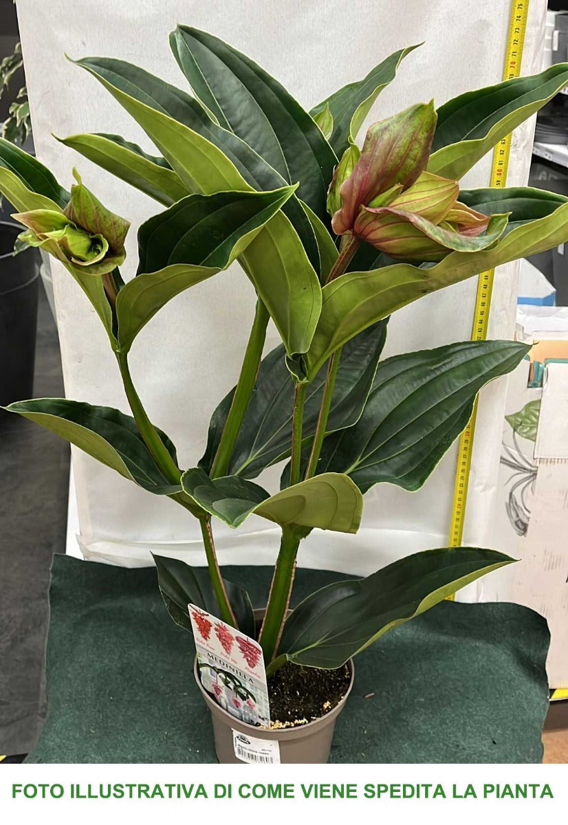 MEDINILLA DOLCE ROSSA VASO 17CM