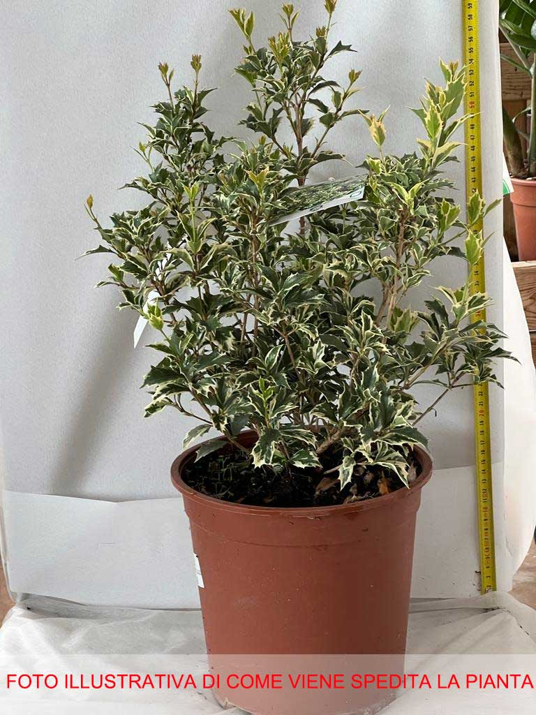 OSMANTHUS VARIEGATA IN VASO 24CM