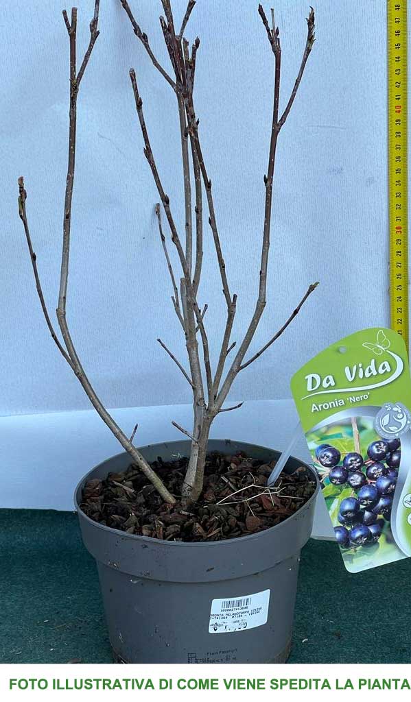 ARONIA MELONOCARPA VASO 15CM