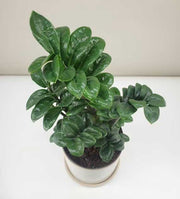 ZAMIOCULCAS ZENZI 14CM