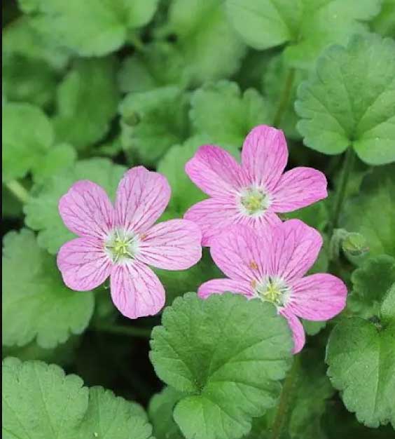 ERODIUM VASO 14CM