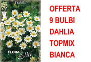 OFFERTA 9 BULBI DAHLIA TOPMIX BIANCA