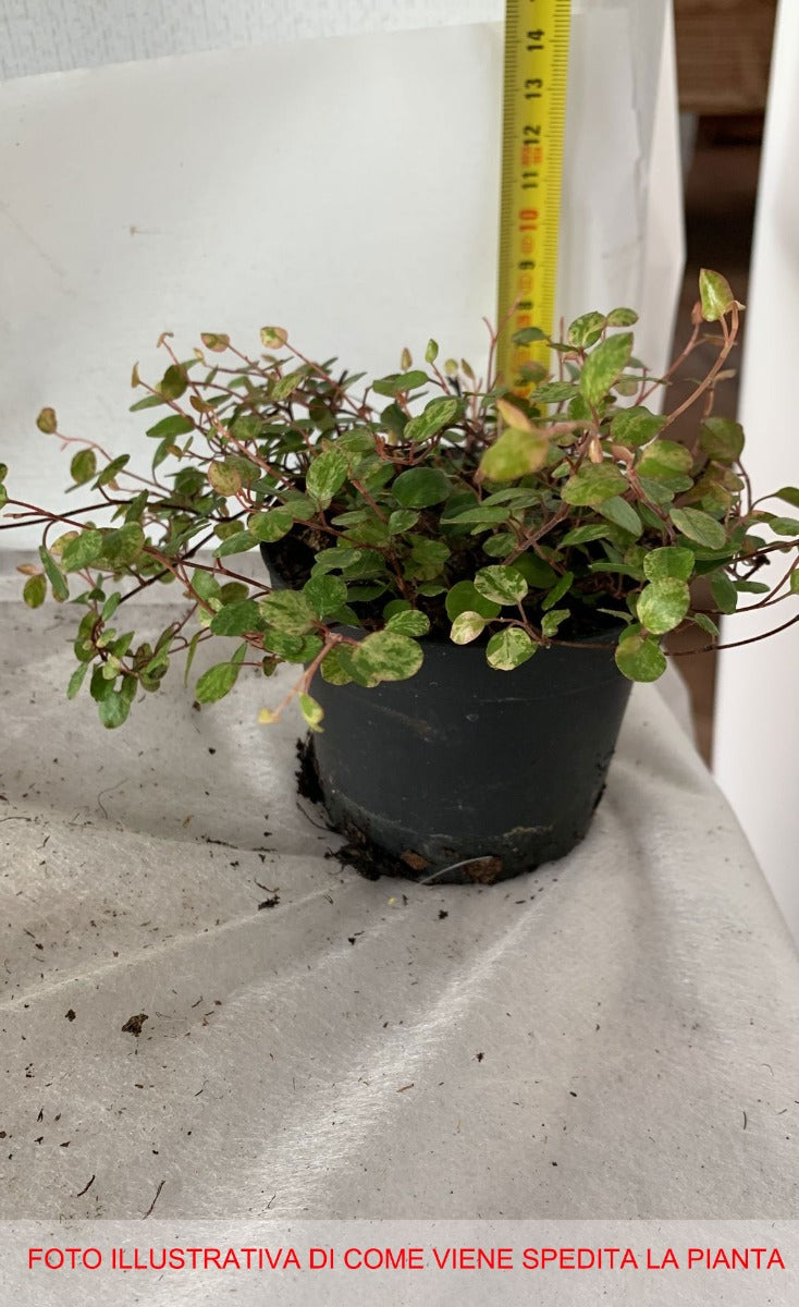 MUEHLENBECKIA AXILLARIS COMPLEXA IN VASO 9CM