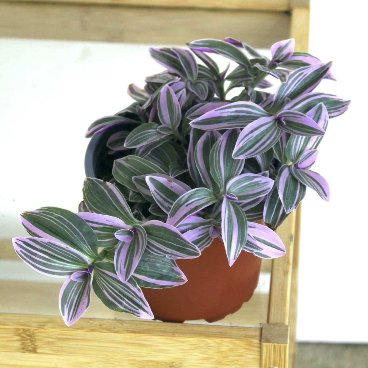 TRADESCANTIA SWEETNESS VASO 10.5CM
