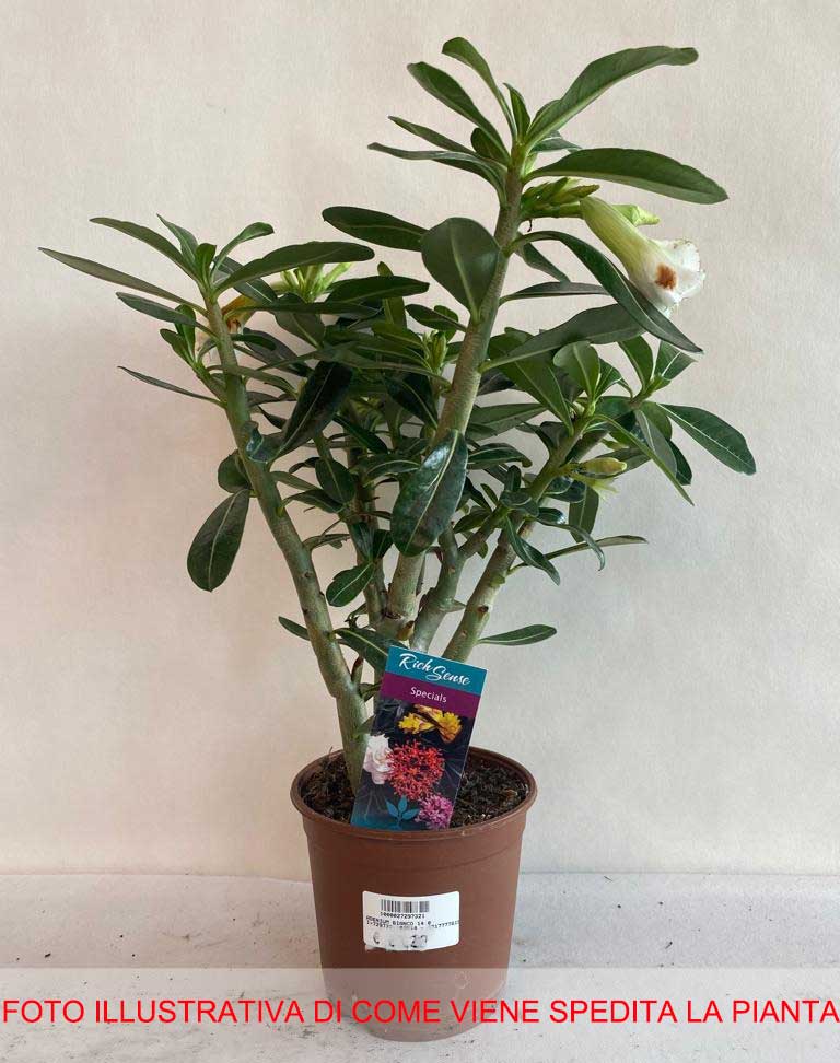 ADENIUM BIANCO O ROSA DEL DESERTO VASO 14CM
