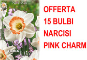 OFFERTA 15 BULBI NARCISO LARGE CUPPED FLOWER PINK CHARM
