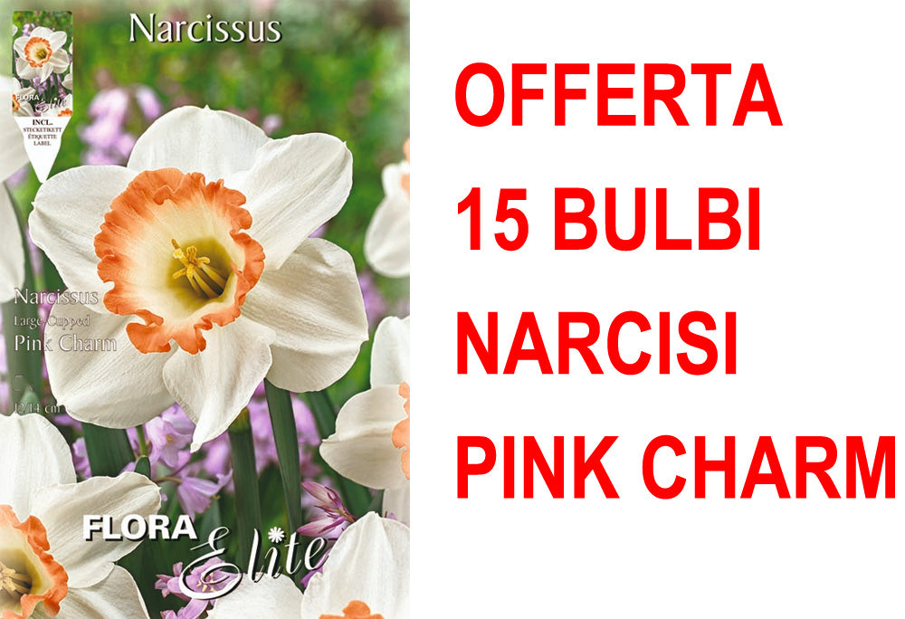 OFFERTA 15 BULBI NARCISO LARGE CUPPED FLOWER PINK CHARM